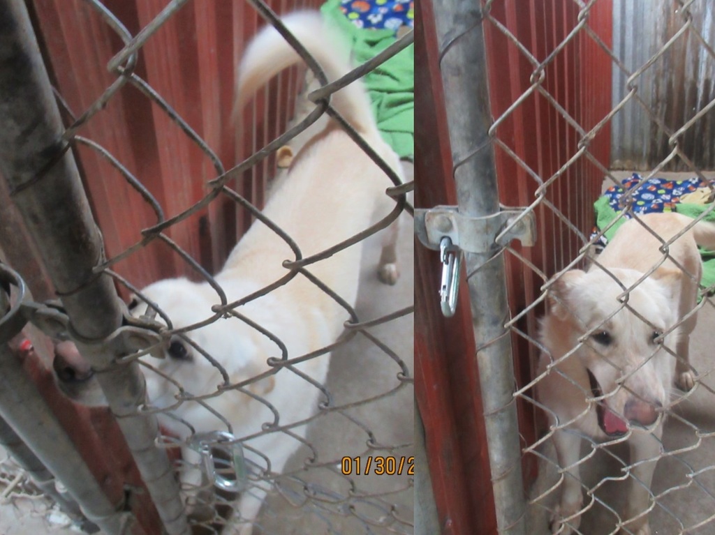 two images of a white dog in a holding pen