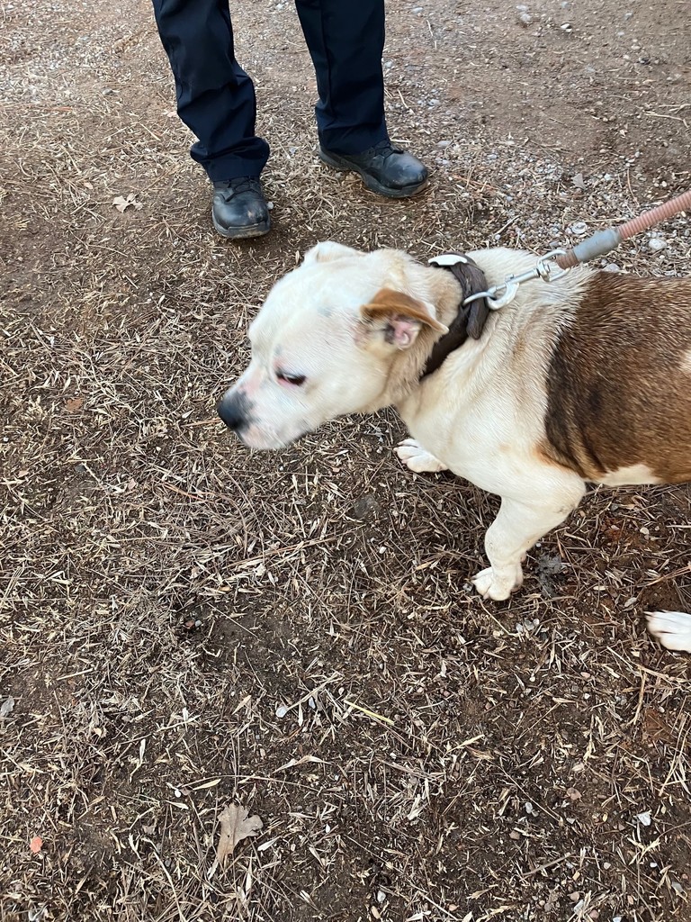 brown and white dog on leash