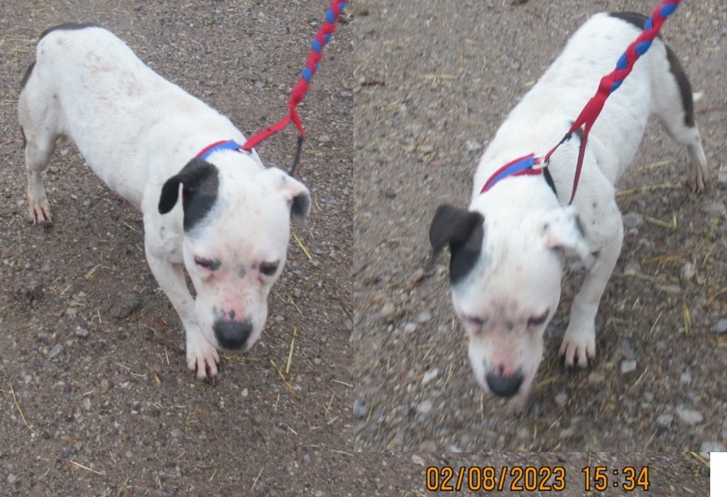 Two images of a white dog with black markings, right ear is black, found on Kent Drive