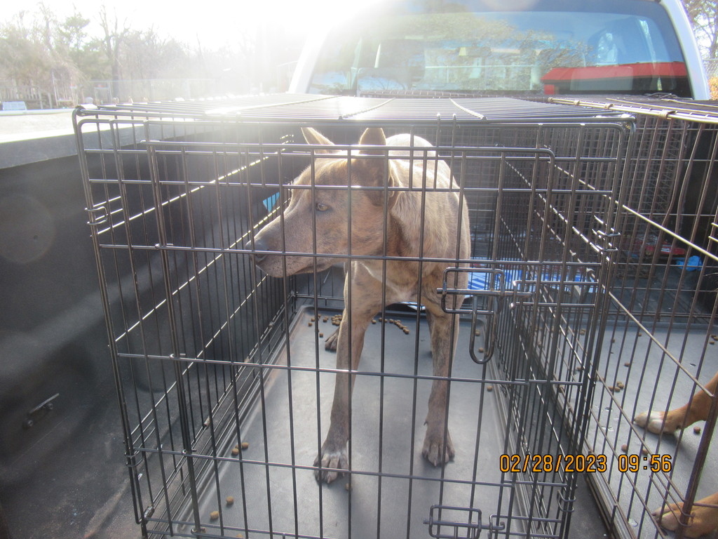 Found Dog - NE 4th Street 2/28/2023