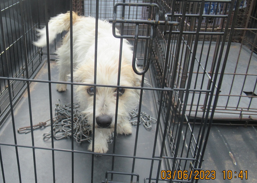 white dog found on Oak Park